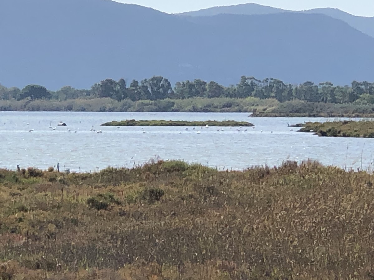 Oasi WWF Laguna di Orbetello — Point of interest in Grosseto, Grosseto