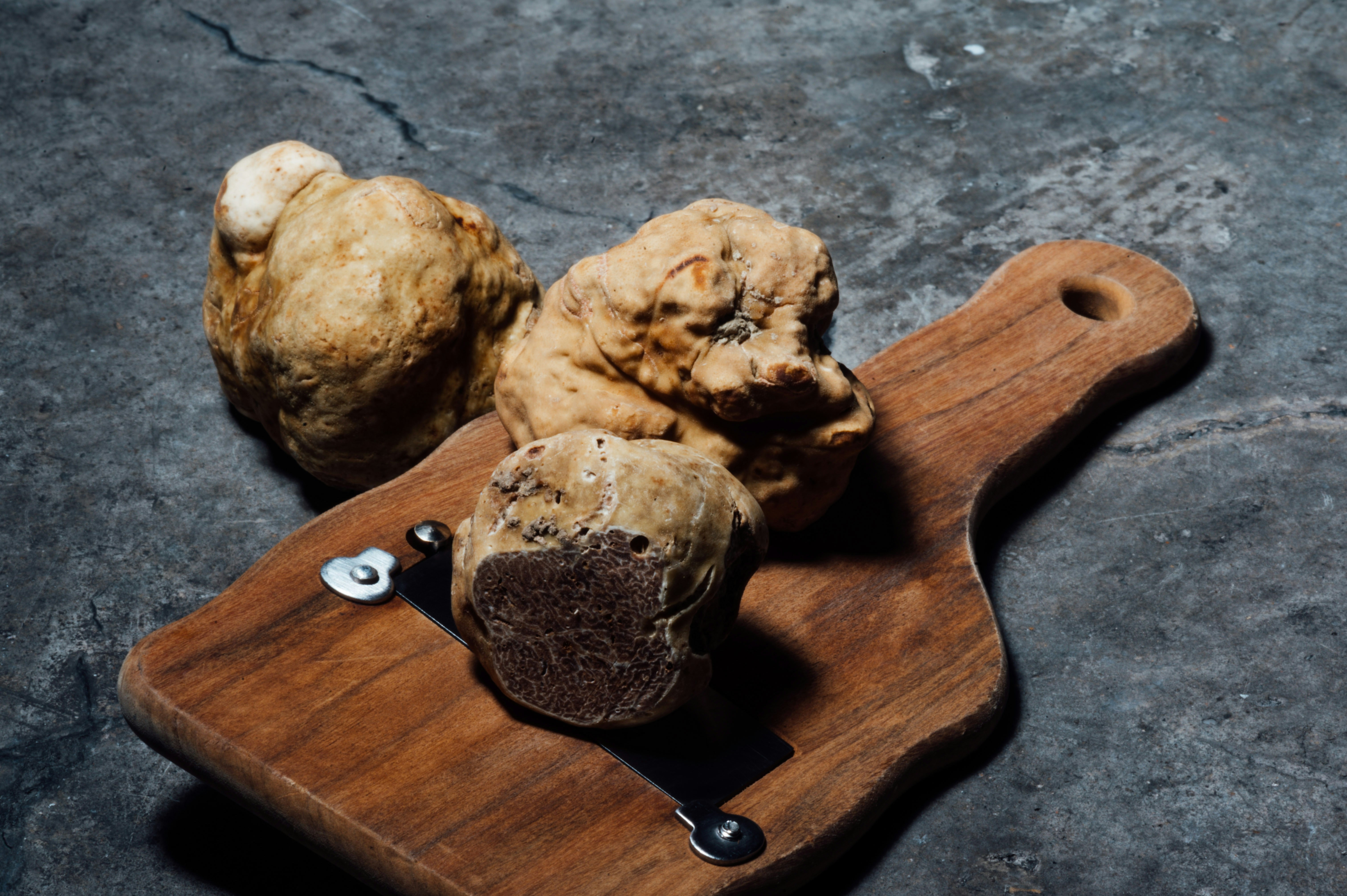 Centro Nazionale Studi Tartufo