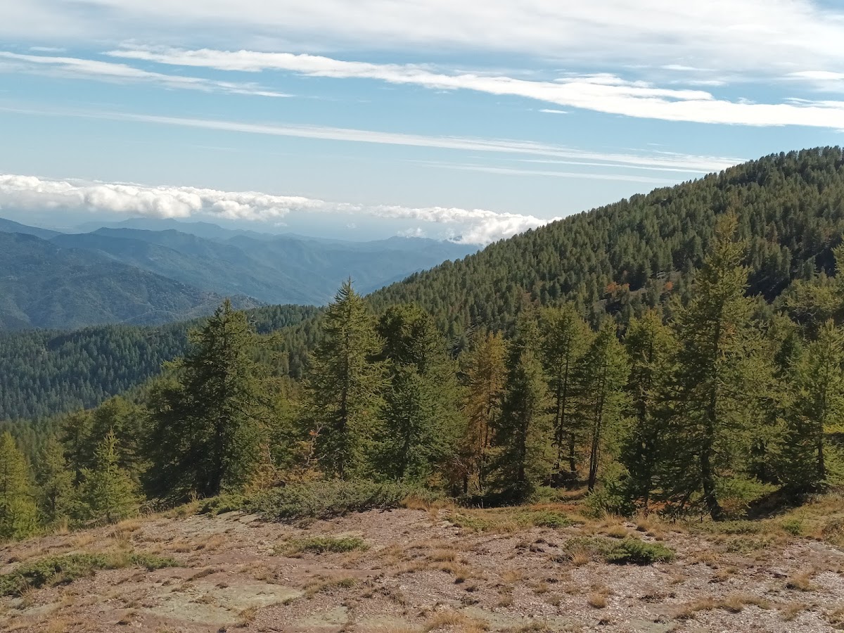 Bosco delle Navette