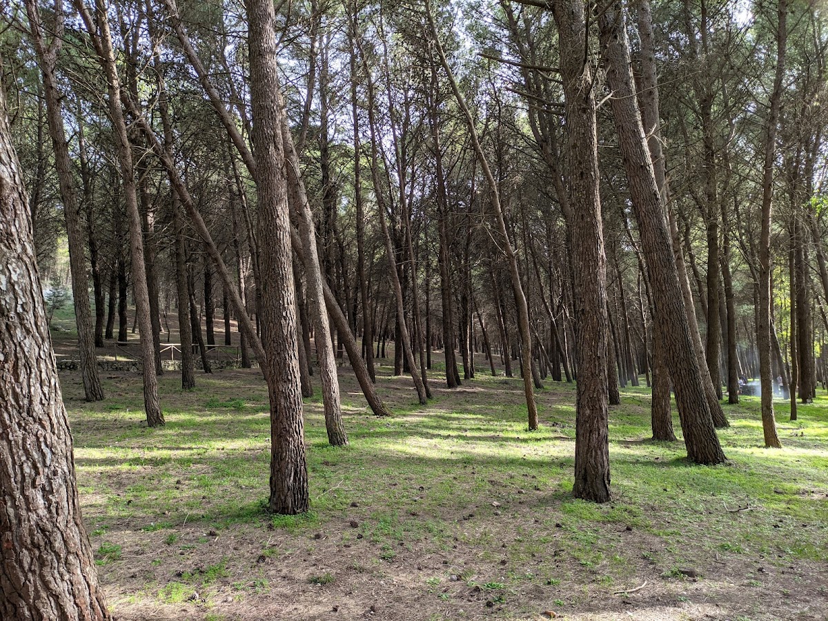 Ingresso demanio Montagna Longa (Bosco di S. Venera) — Punto di interesse a Palermo, Palermo
