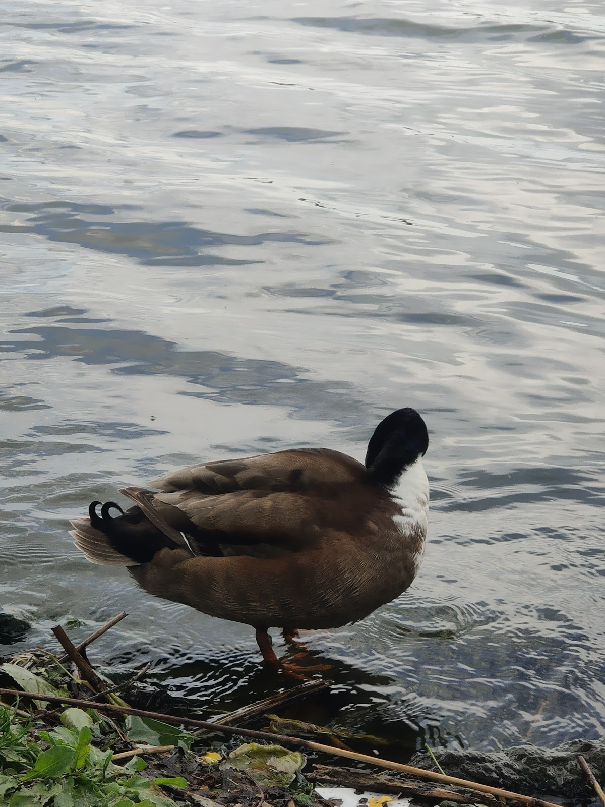 Lago inferiore