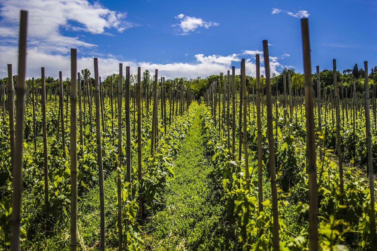 Azienda Agricola Biologica Valle delle Lepri — Punto di interesse a Rimini, Rimini