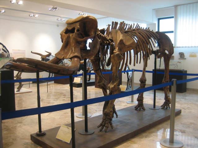 Museo Geologico "G. G. Gemmellaro" — Punto di interesse a Palermo, Palermo