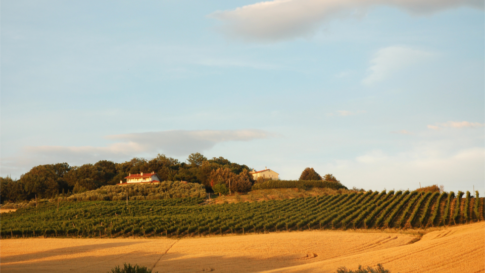 Cantina Colleminò - Vini - Verdicchio Mittera