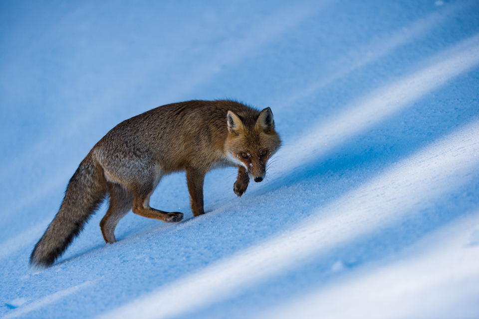 Wildlife Adventures - Escursioni in Abruzzo e viaggi in Appennino Centrale — Punto di interesse a Vasto, Chieti