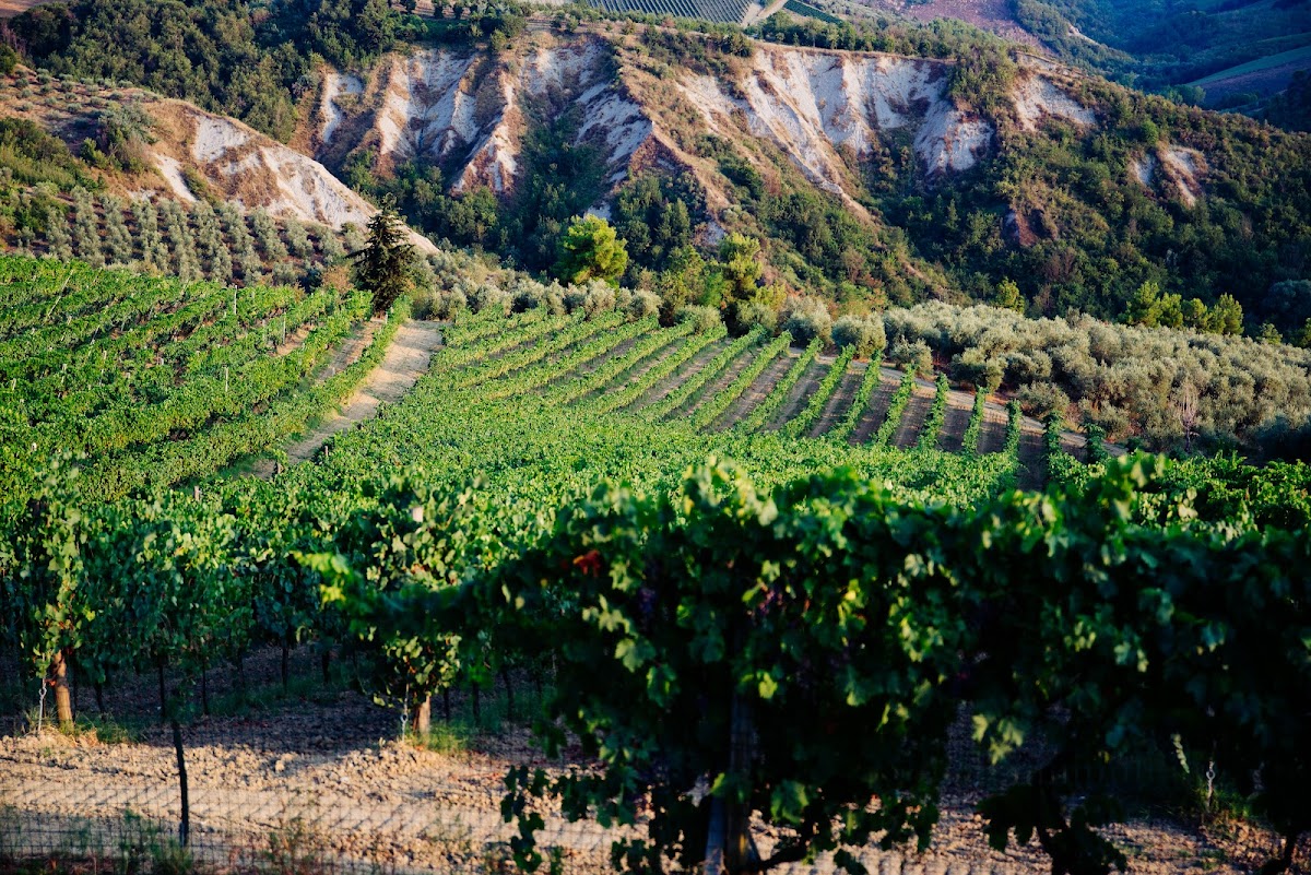 Rossi Pietrino, Azienda Agricola — Punto di interesse a Ascoli Piceno, Ascoli Piceno