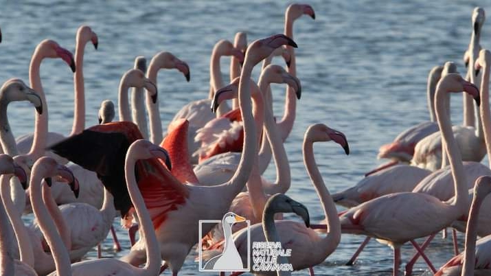 Riserva Naturale regionale Valle Cavanata — Punto di interesse a Cividale del Friuli, Udine
