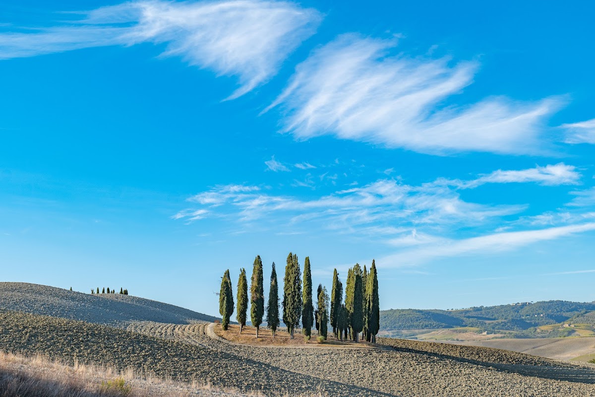 Cipressi di San Quirico d'Orcia — Punto di interesse a Montalcino, Siena
