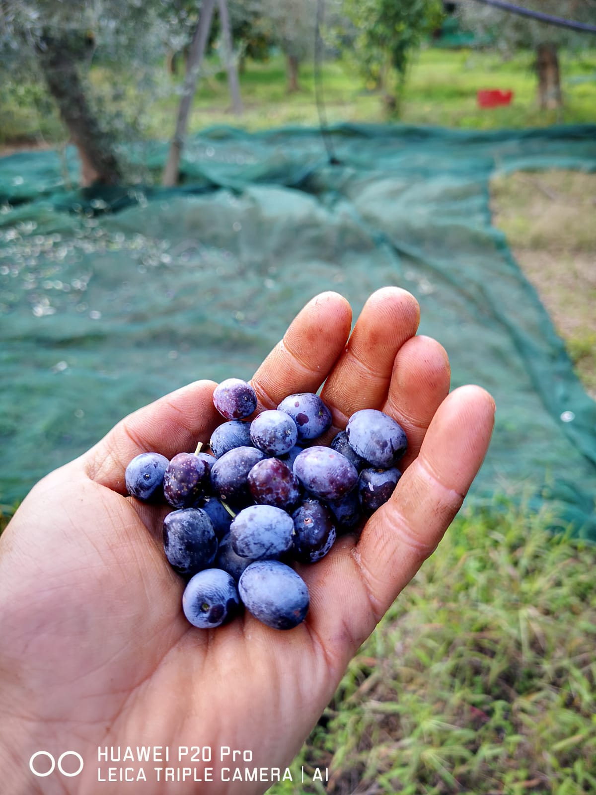 Olio Tripaldi Azienda Agricola Biologica