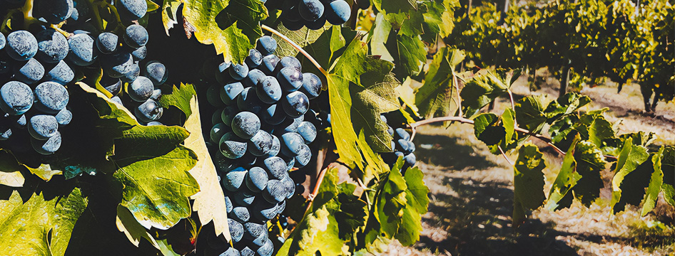 Sertura Vini d'Irpinia