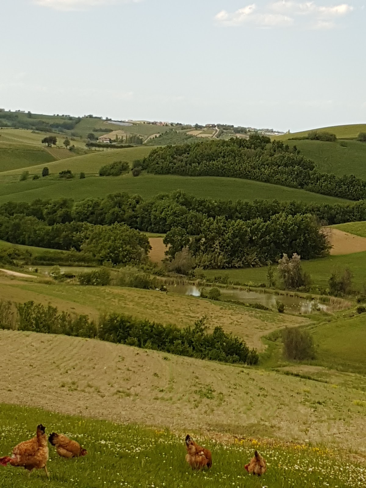 Fattoria Amaltea — Punto di interesse a Rimini, Rimini