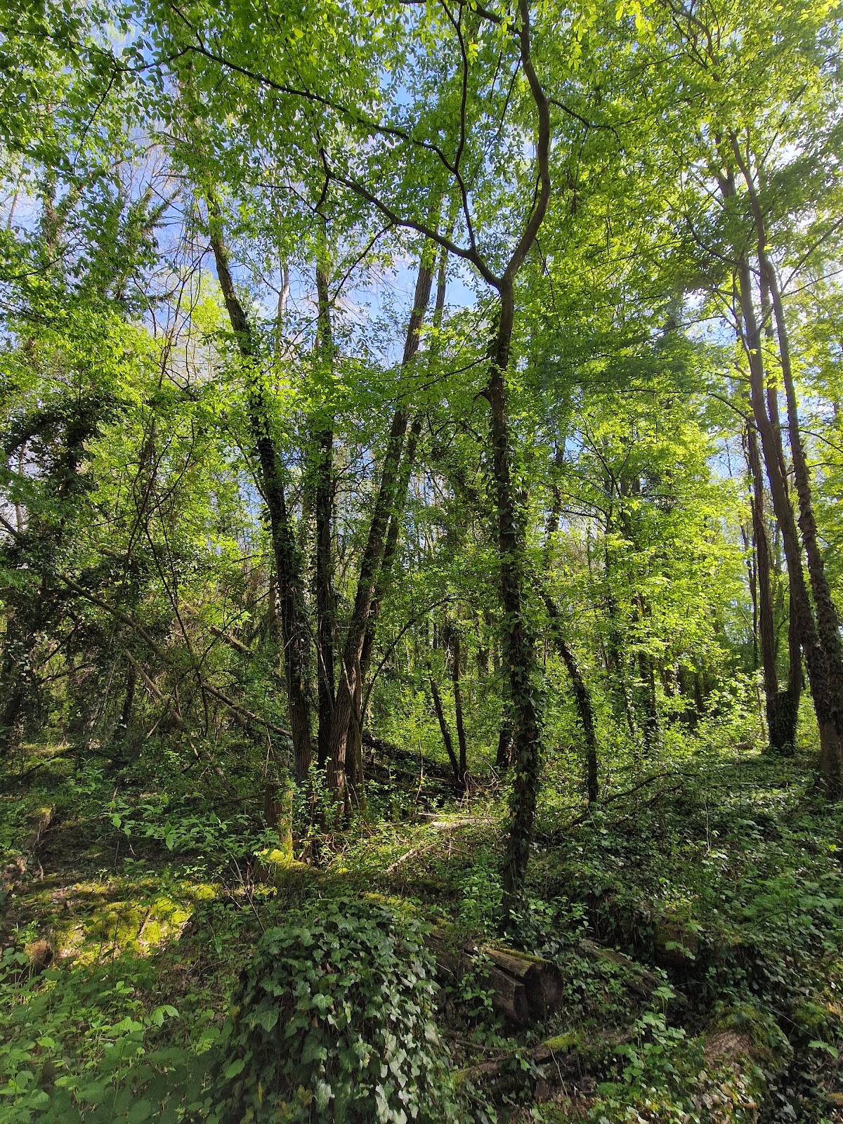 Bosco del Parauro — Punto di interesse a Venezia, Venezia