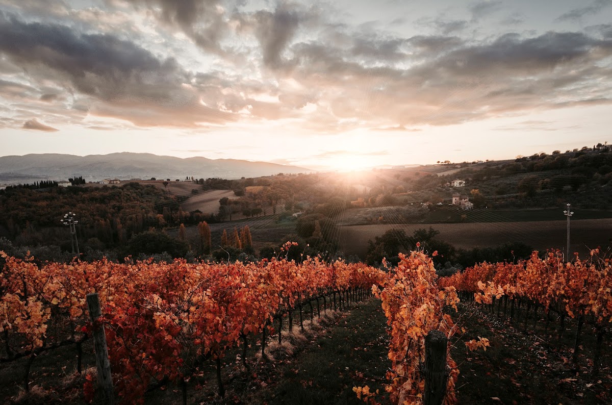Azienda Agraria Brunozzi — Punto di interesse a Montefalco, Perugia