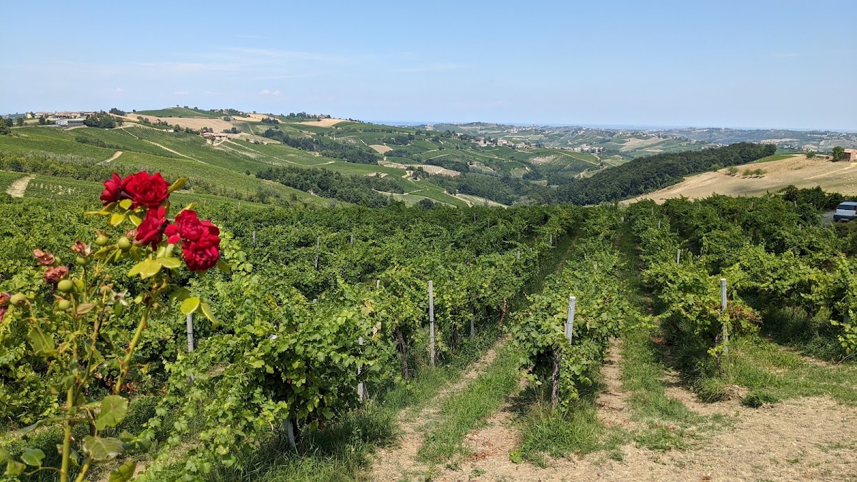 La Piotta - Azienda Agricola Padroggi Luigi & Figli