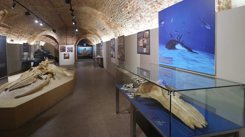 Museo Paleontologico Territoriale dell'Astigiano — Punto di interesse a Asti, Asti