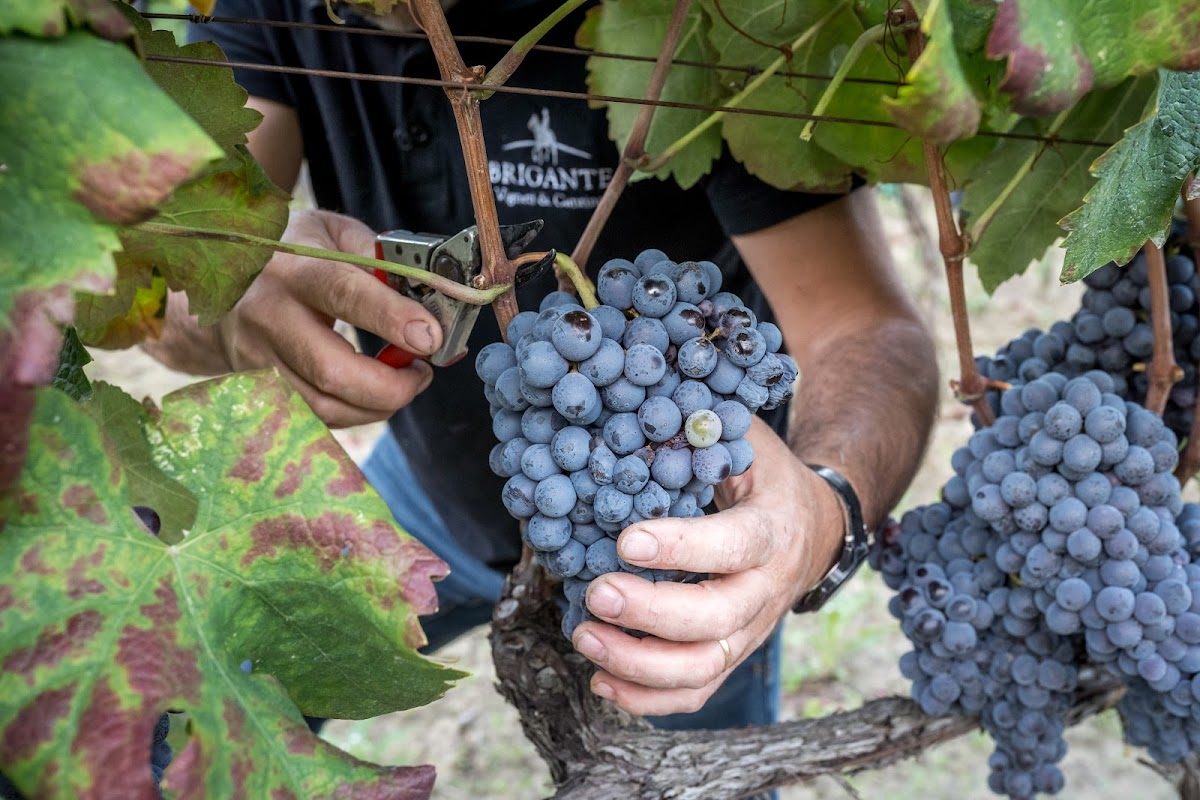 Brigante Vigneti & Cantina