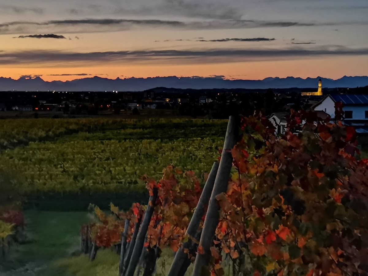 Azienda Agricola Paolo Caccese — Punto di interesse a Cormons, Gorizia