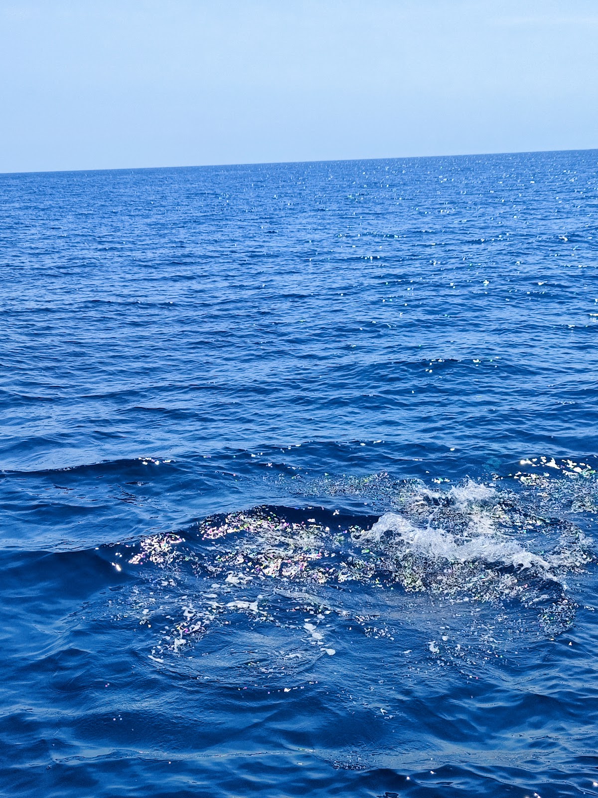 Avvistamento Cetacei Sanremo — Punto di interesse a Sanremo, Imperia