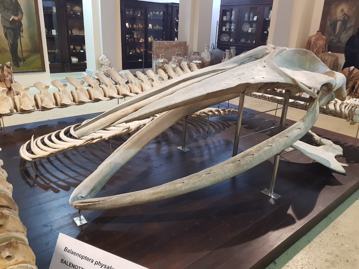 Museo Civico "Emanuele Barba" — Punto di interesse a Gallipoli, Lecce