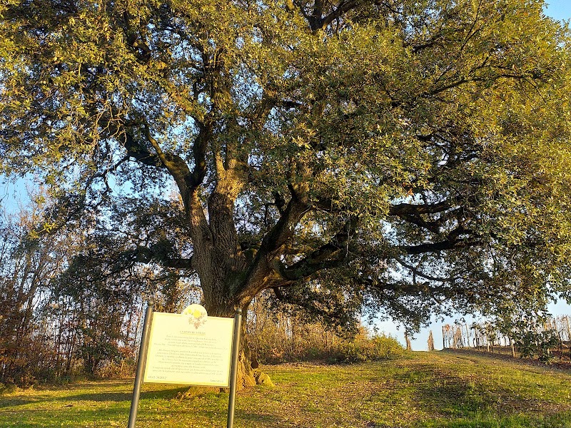 la rovere verde