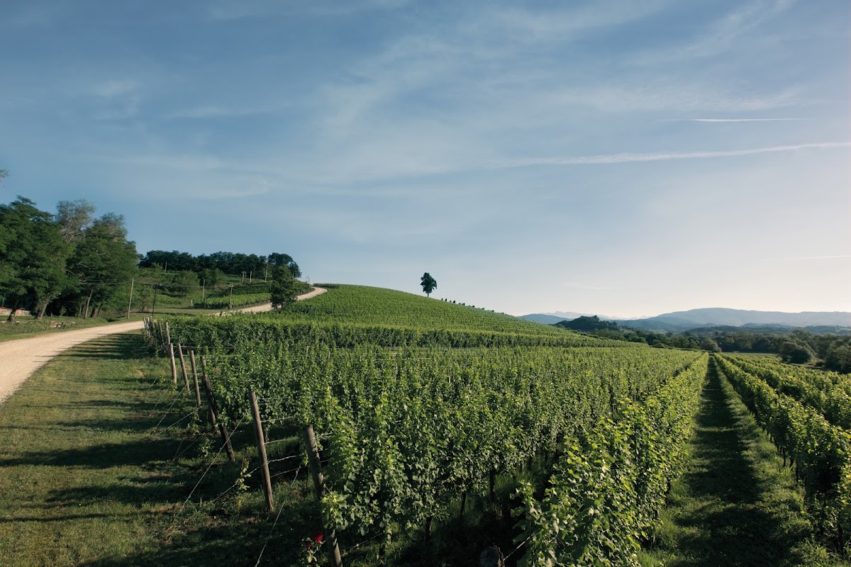 Canus Srl Società Agricola — Punto di interesse a Cormons, Gorizia