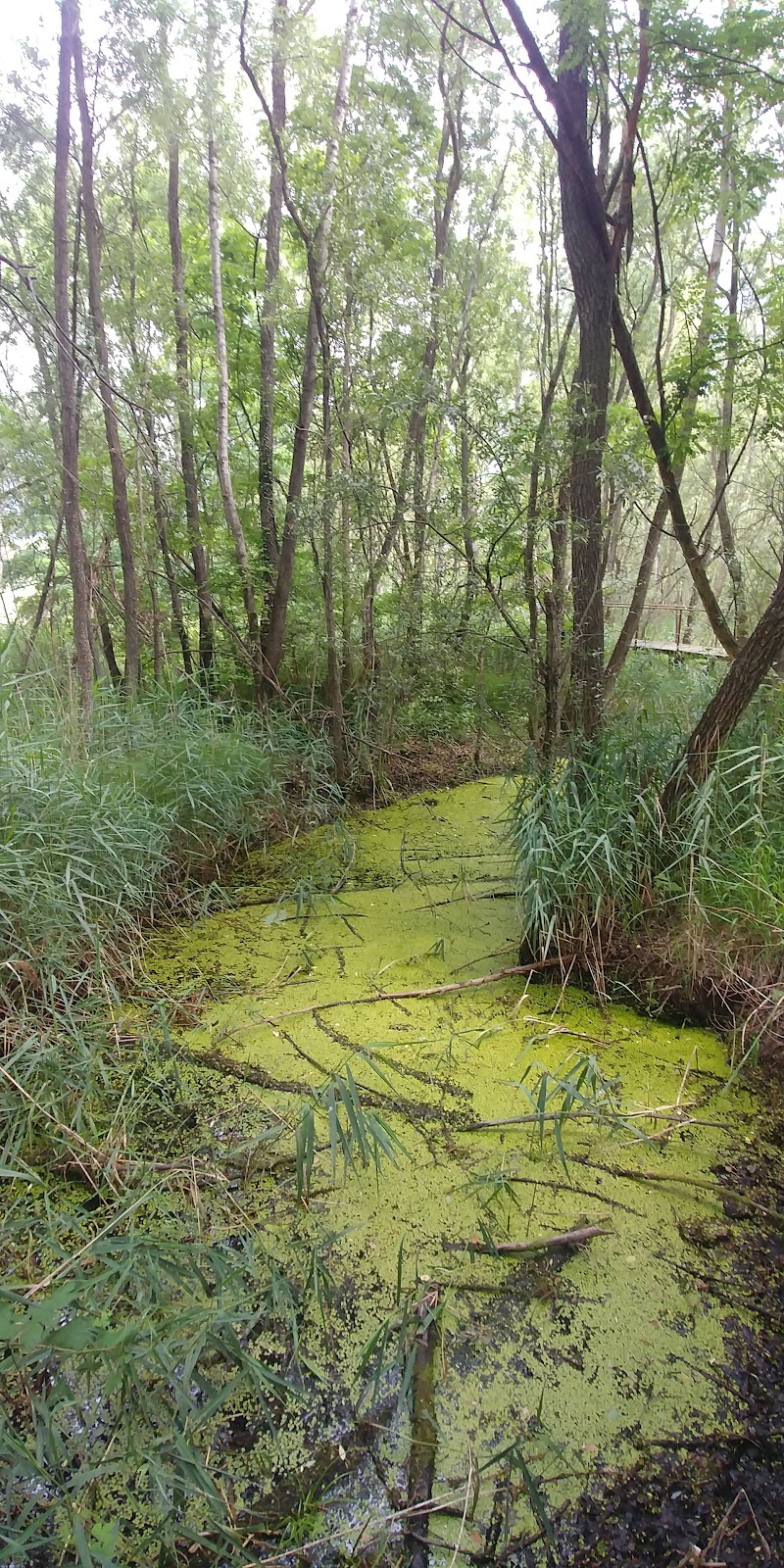 Zona umida lungo la dora Baltea — Punto di interesse a Quart, Piedmont