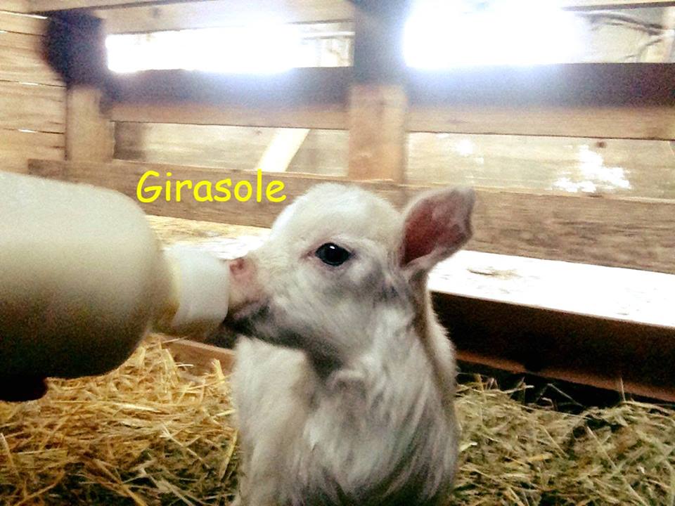 Azienda Agricola il Girasole — Punto di interesse a Bergamo, Bergamo