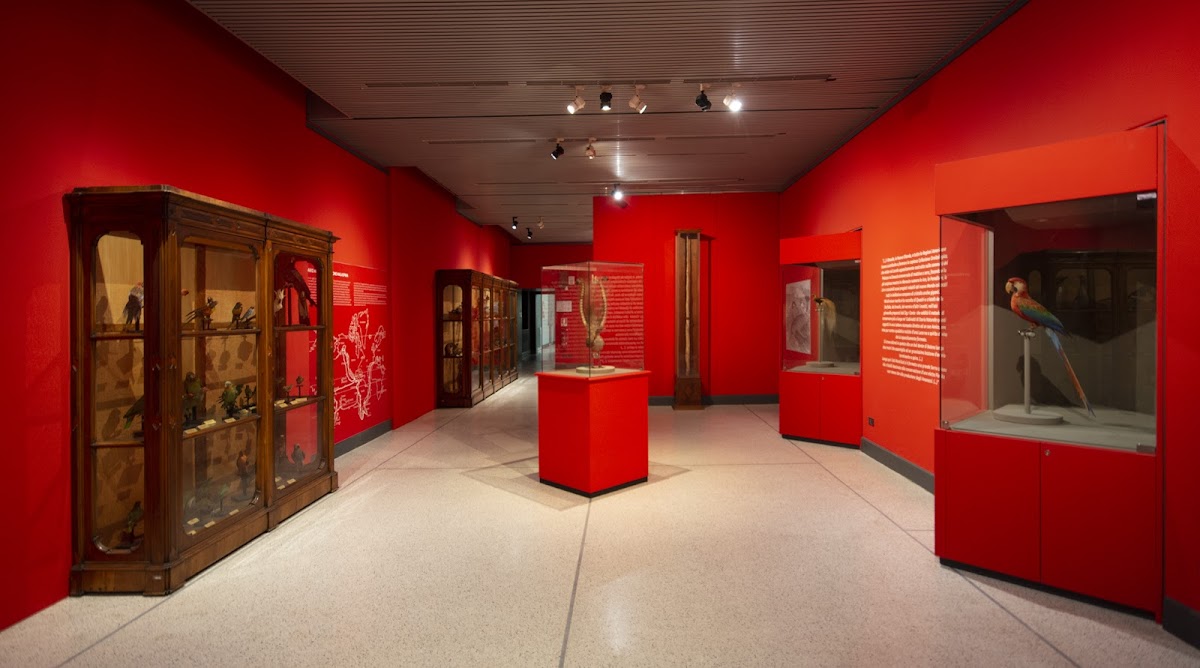 Museo Civico di Storia Naturale — Punto di interesse a Cremona, Cremona