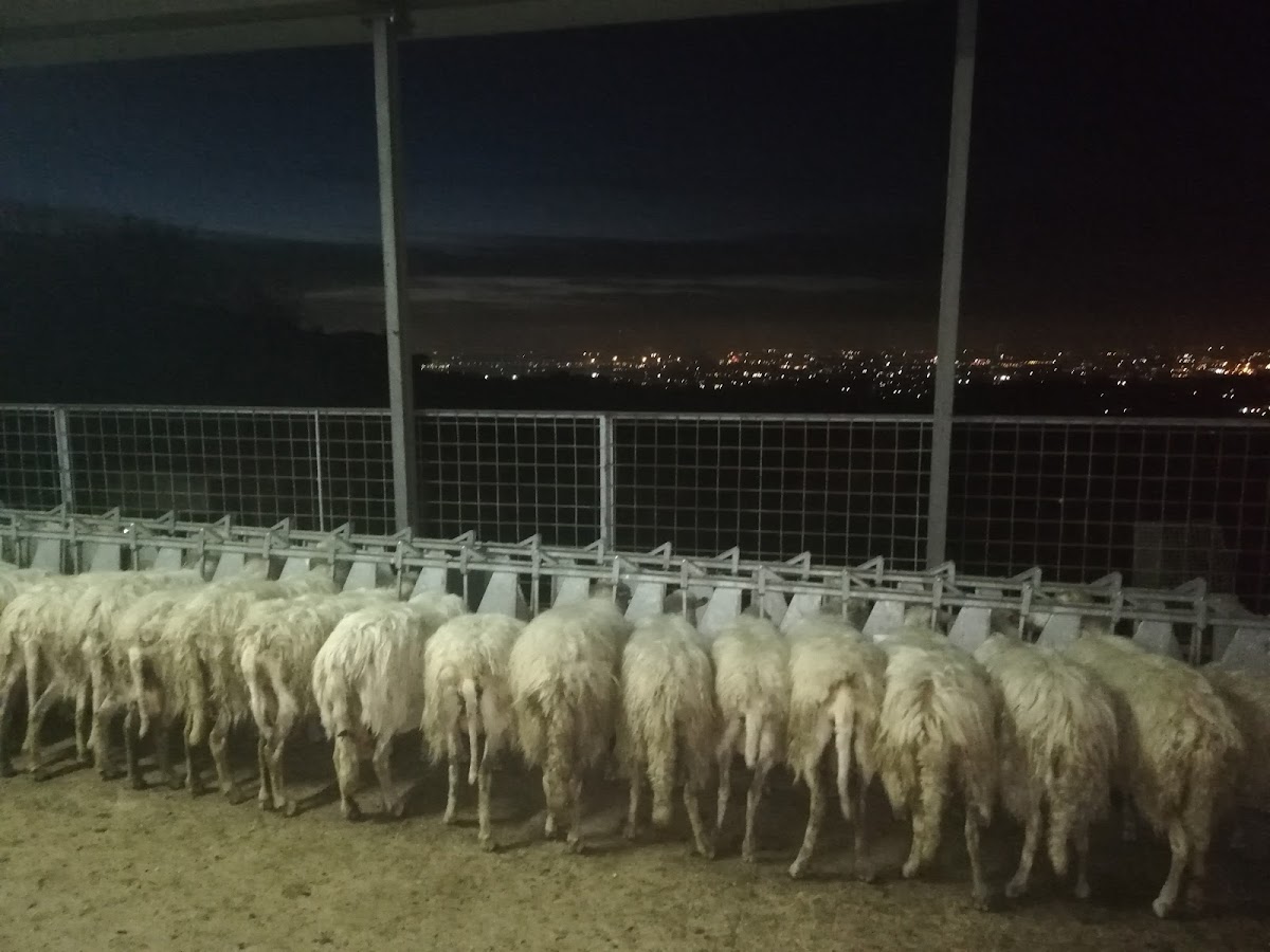 Azienda Agricola Depau Silvio — Punto di interesse a Frascati, Roma