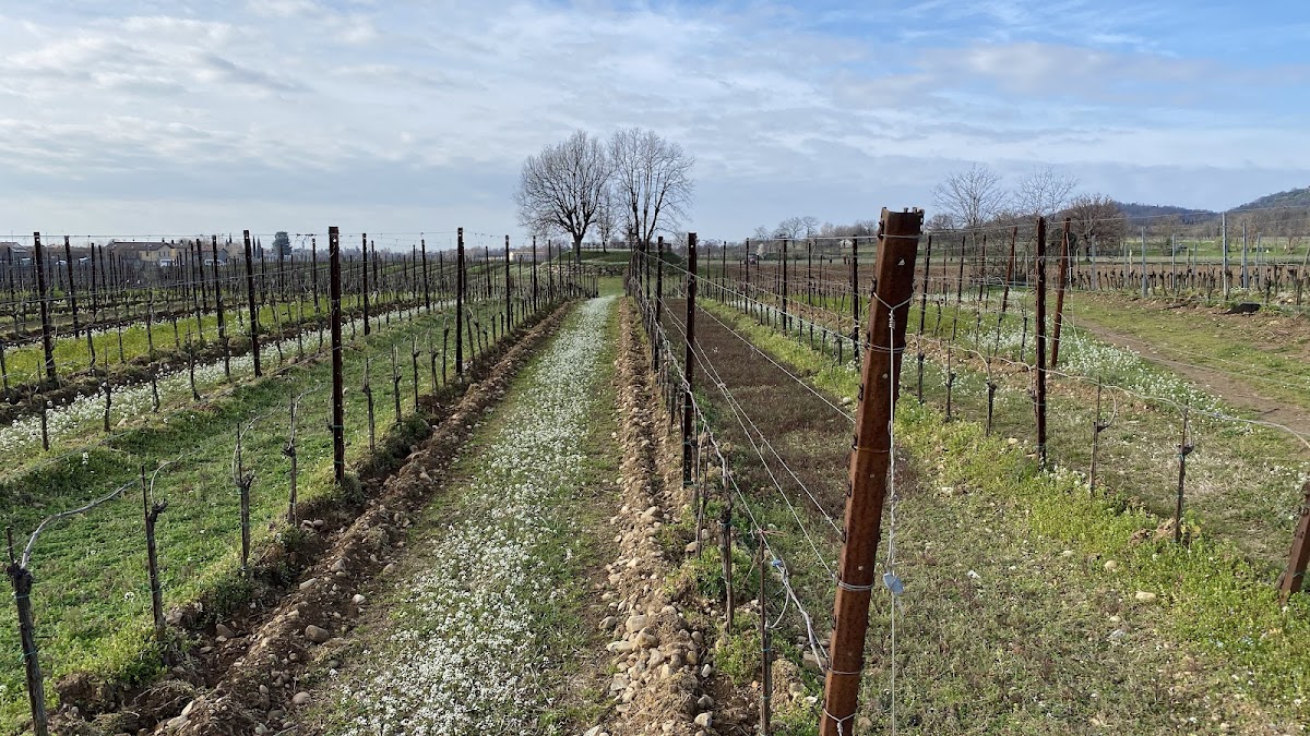 Mosnel Franciacorta — Punto di interesse a Brescia, Brescia