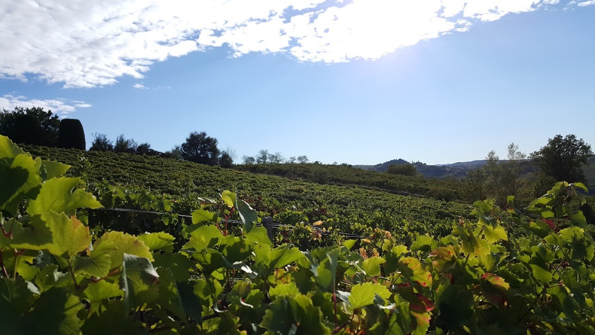 Tenuta Riccardi - Vini dal 1912 — Punto di interesse a Pavia, Pavia