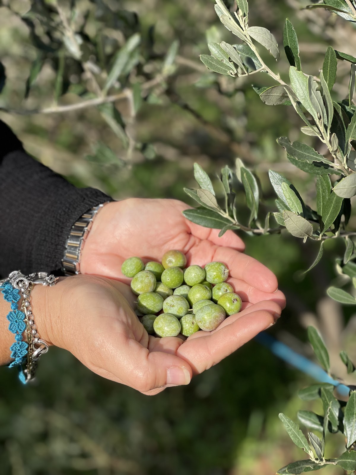 AGRO TARANTINI & RUSSO — Punto di interesse a Lecce, Lecce