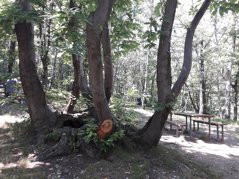 Parco delle betulle — Punto di interesse a Torre Pellice, Torino