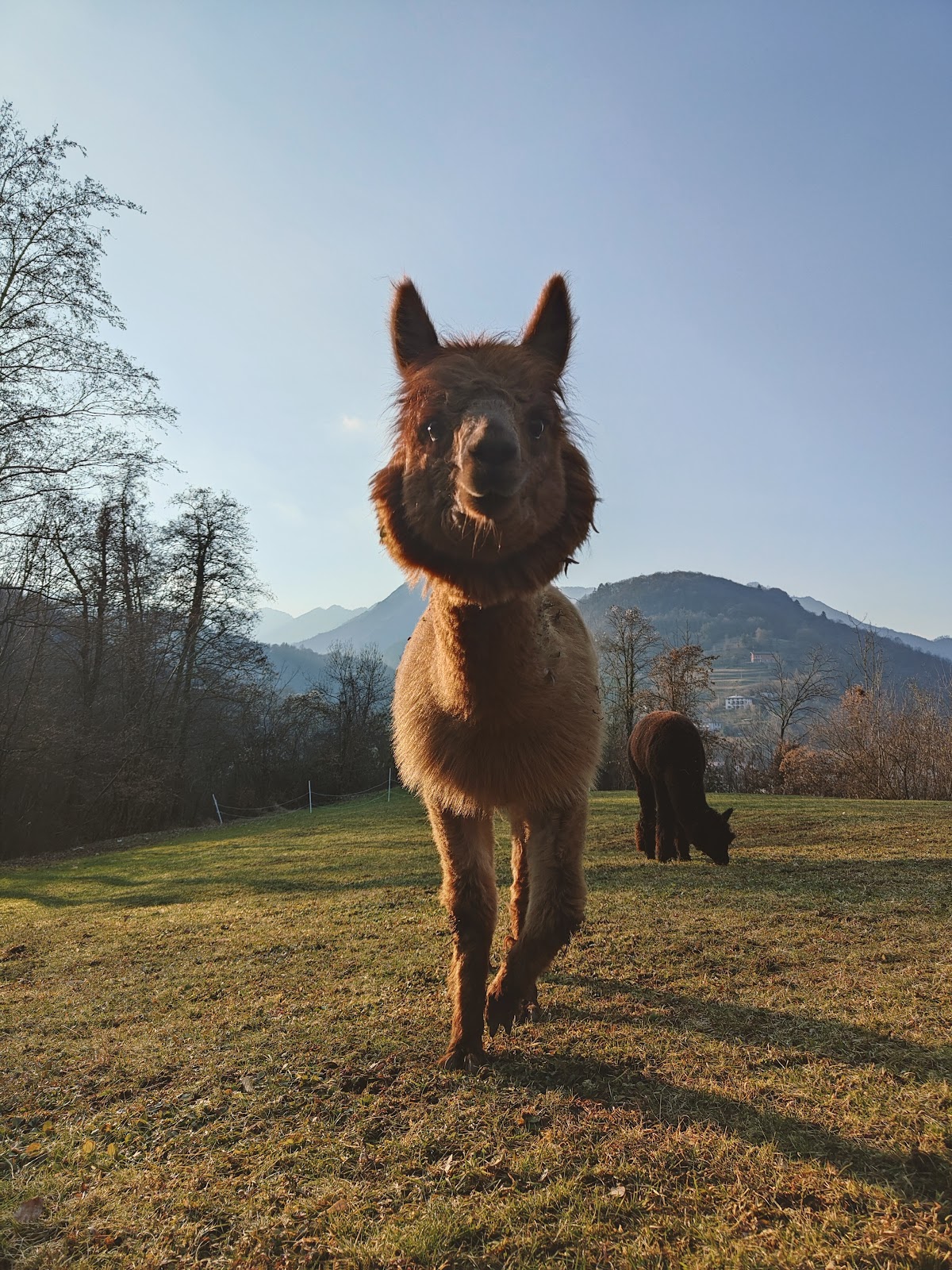 Gli Alpaca del Doss — Punto di interesse a Brescia, Brescia