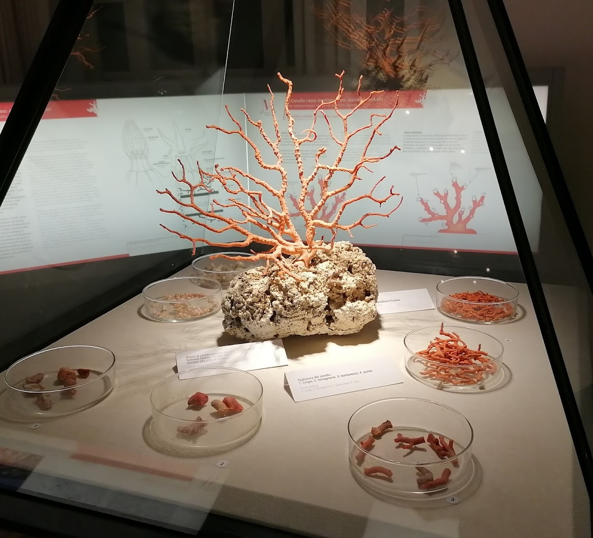 Museo del Corallo di Alghero — Punto di interesse a Alghero, Sassari