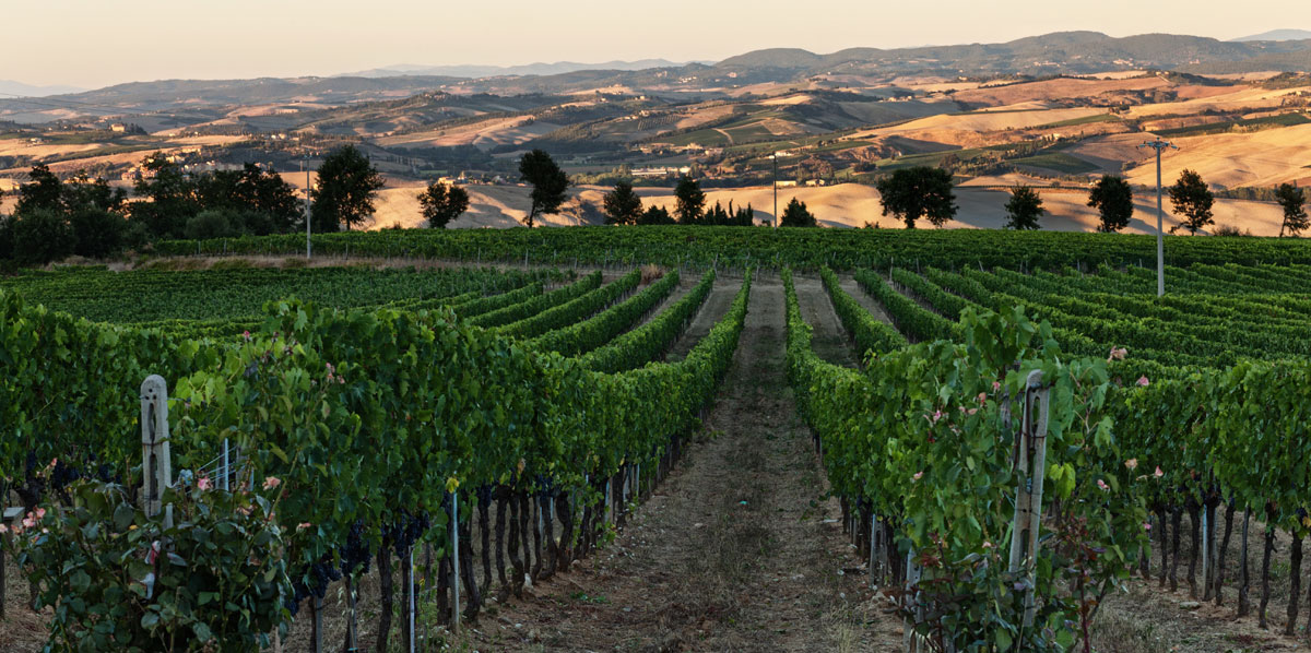 Azienda Agricola Patrizia Cencioni - Brunello di Montalcino Winery — Punto di interesse a Montalcino, Siena