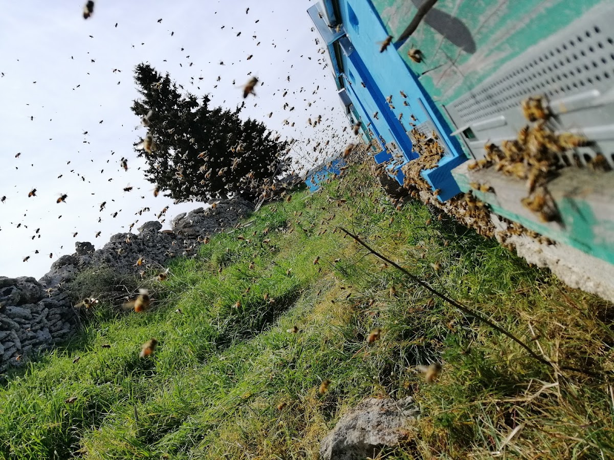 Azienda Agricola Sciglio - Le api del Parco Paduli — Punto di interesse a Lecce, Lecce