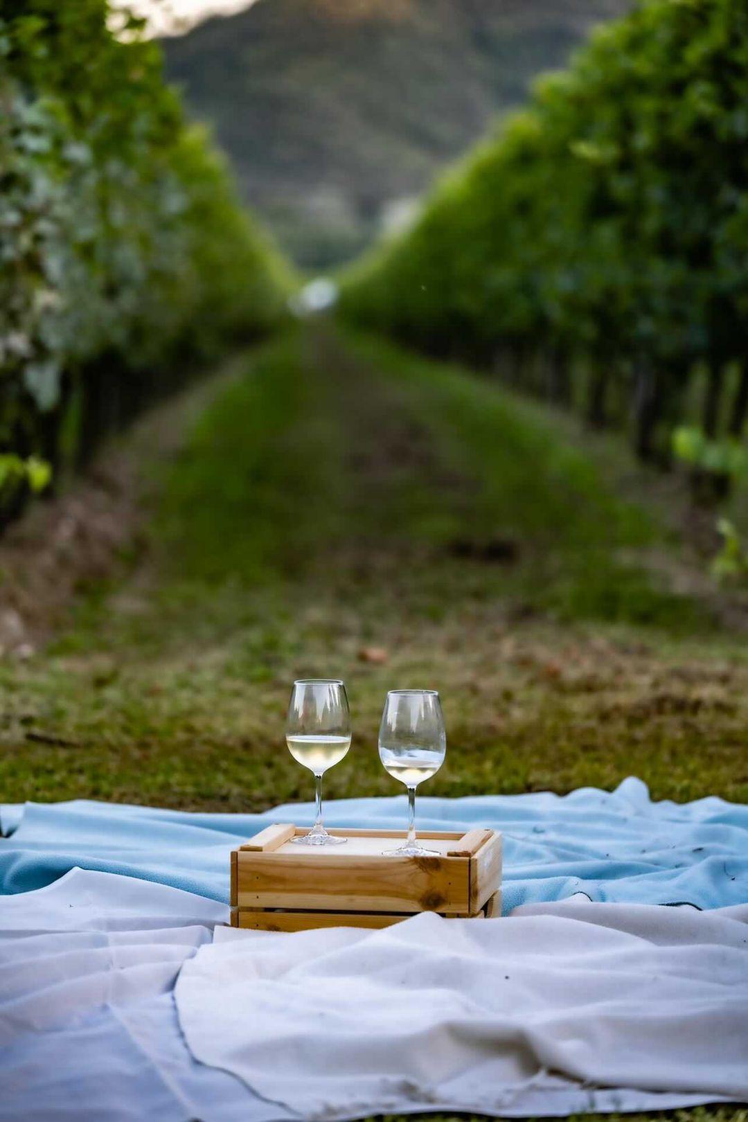 Fattoria sociale Il Brolo. Vino e Seta Biologici — Punto di interesse a Padova, Padova