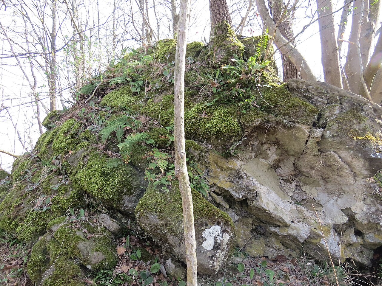 castello di Mioglia — Punto di interesse , Genova