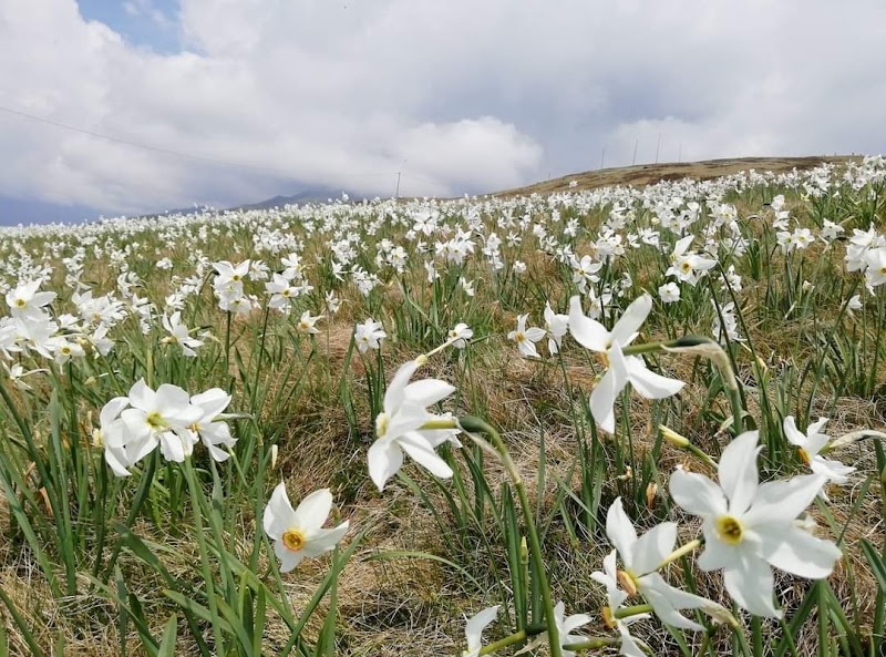 Sentiero dei narcisi