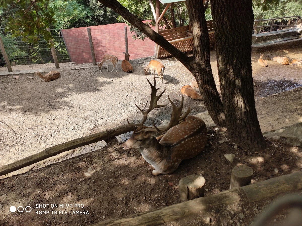 Riserva dei cervi del parco della Biodiversità di Catanzaro — Punto di interesse a Catanzaro, Catanzaro