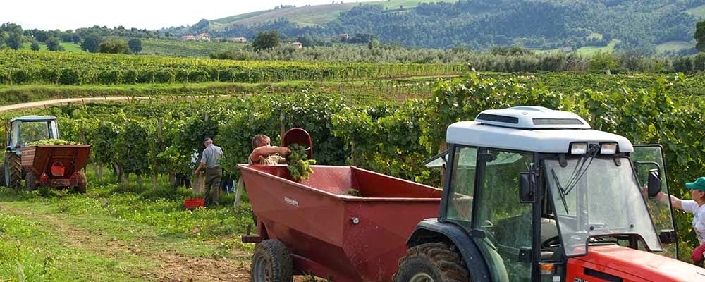 La Carraia Azienda Vinicola — Ristorante a Orvieto, Terni