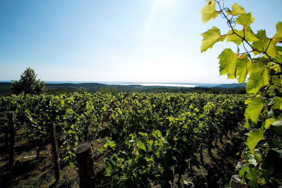 In zona: Azienda Agricola Zidarich