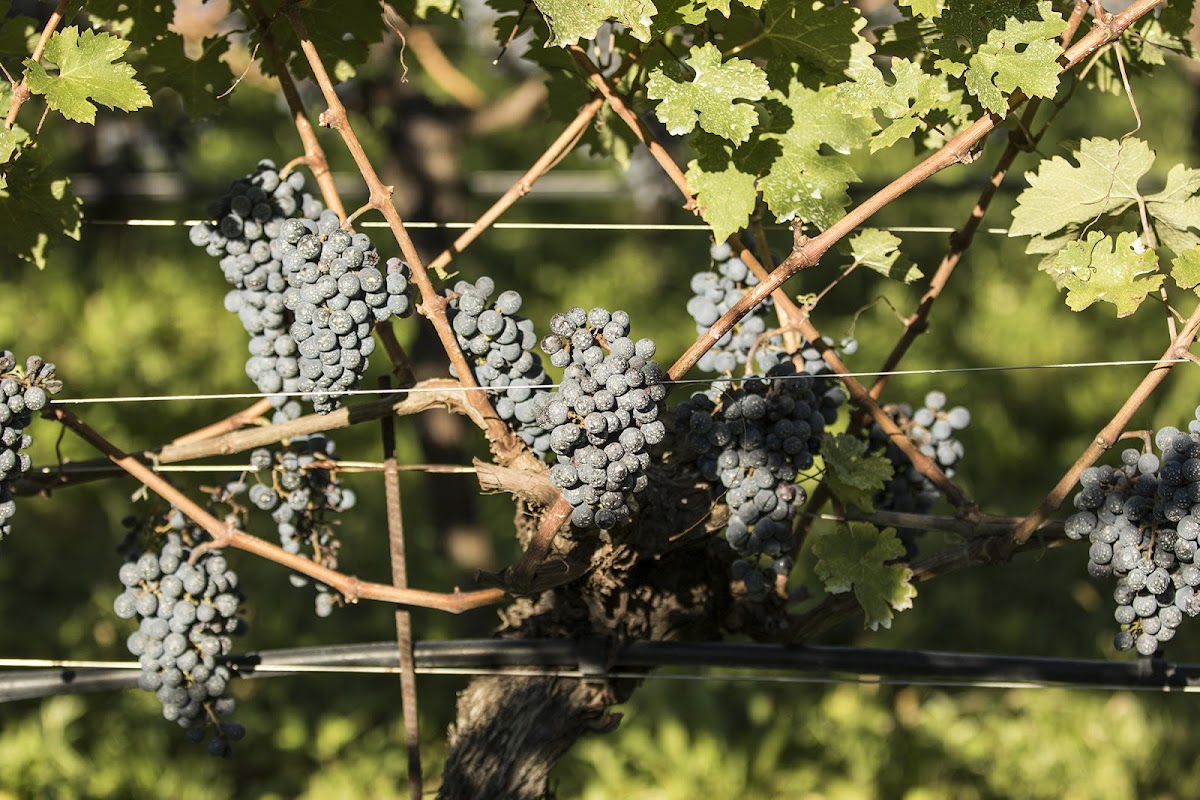 Azienda Agricola Comai - Cantina