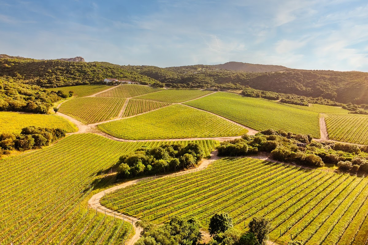 Capichera Vineyards and Winery — Ristorante a Olbia, Sassari