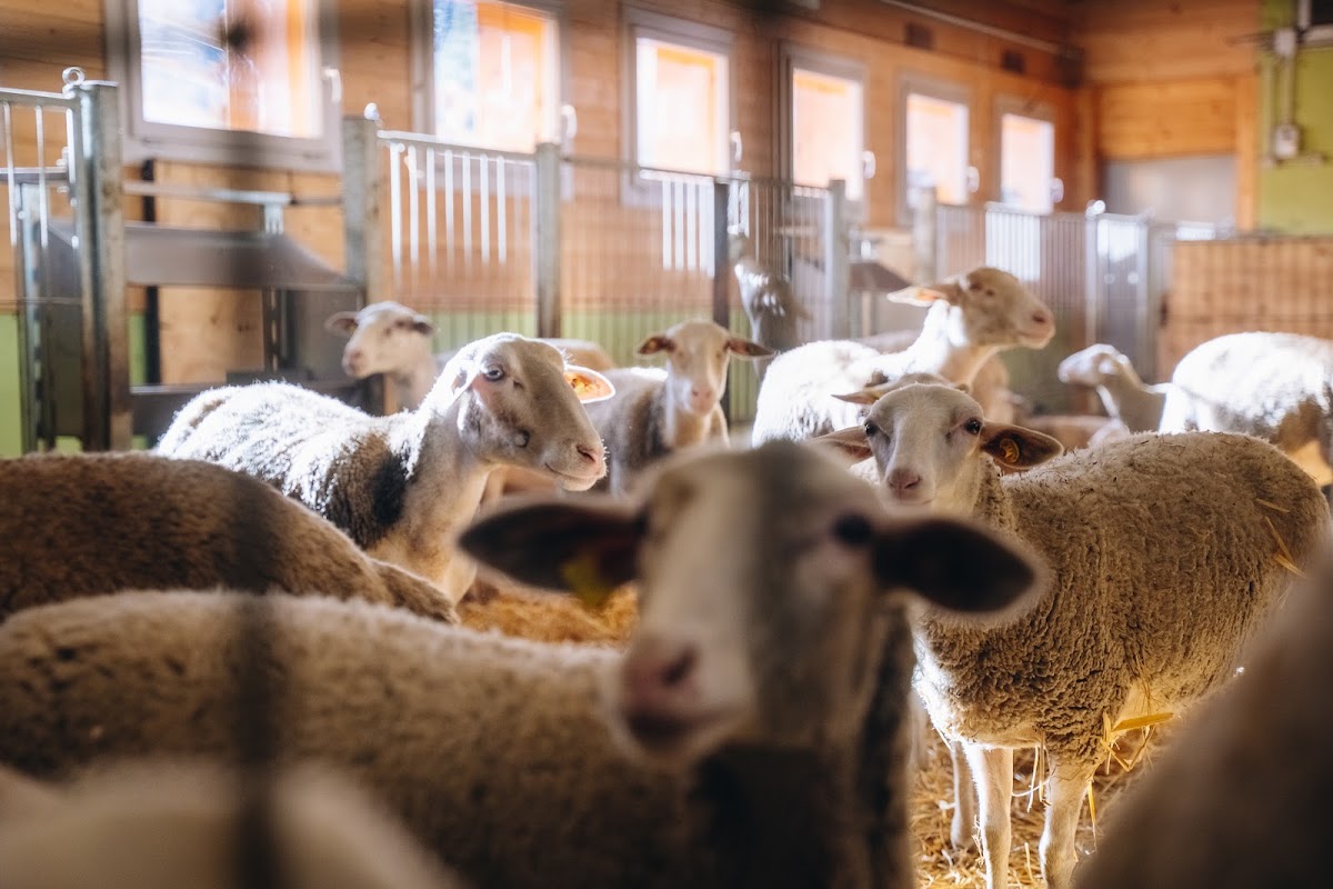 Azienda Agricola Le Beson — Ristorante a Cogne, Aosta