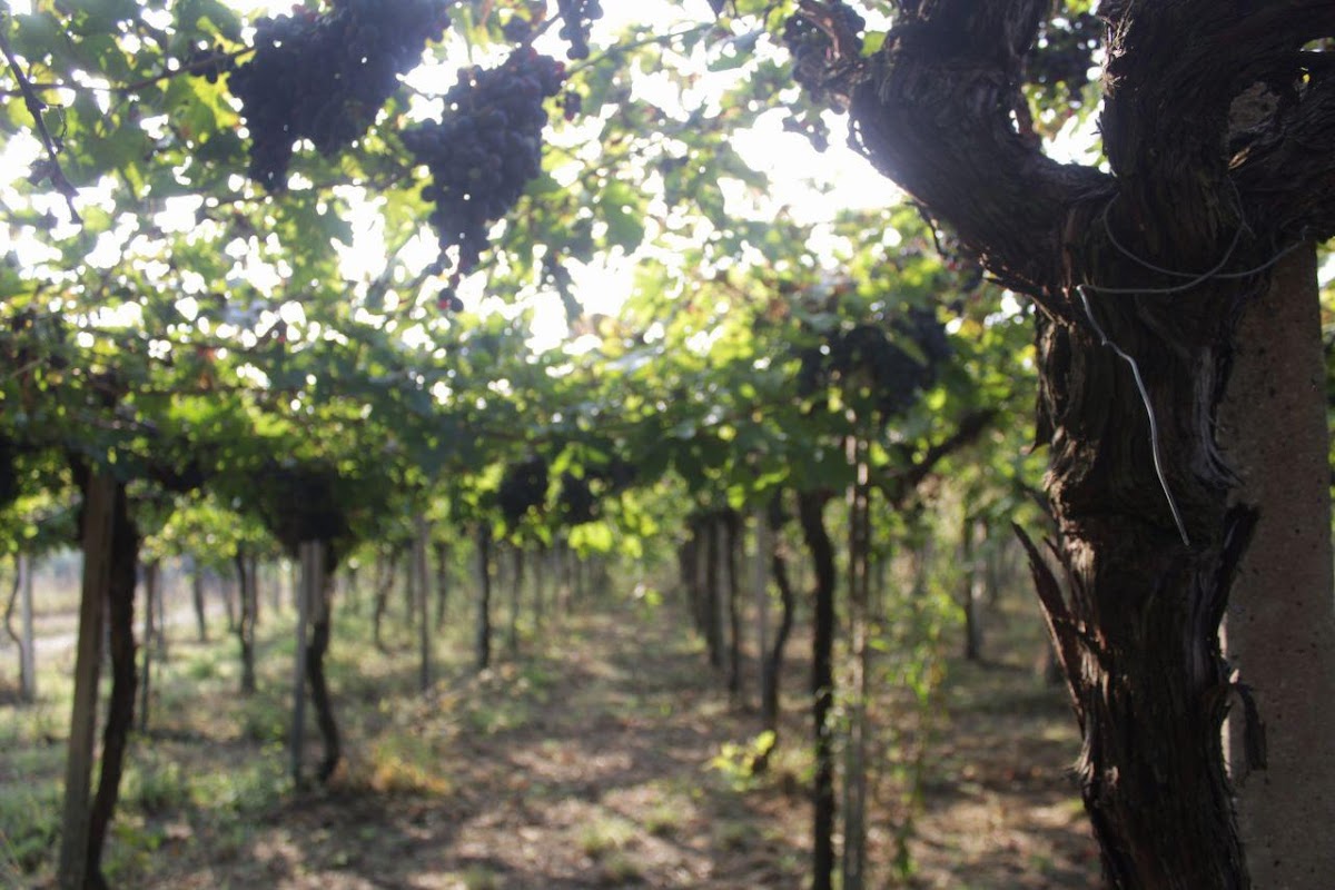 Cantina De Cristofaris - Enoteca "La Botte" E.D.C.