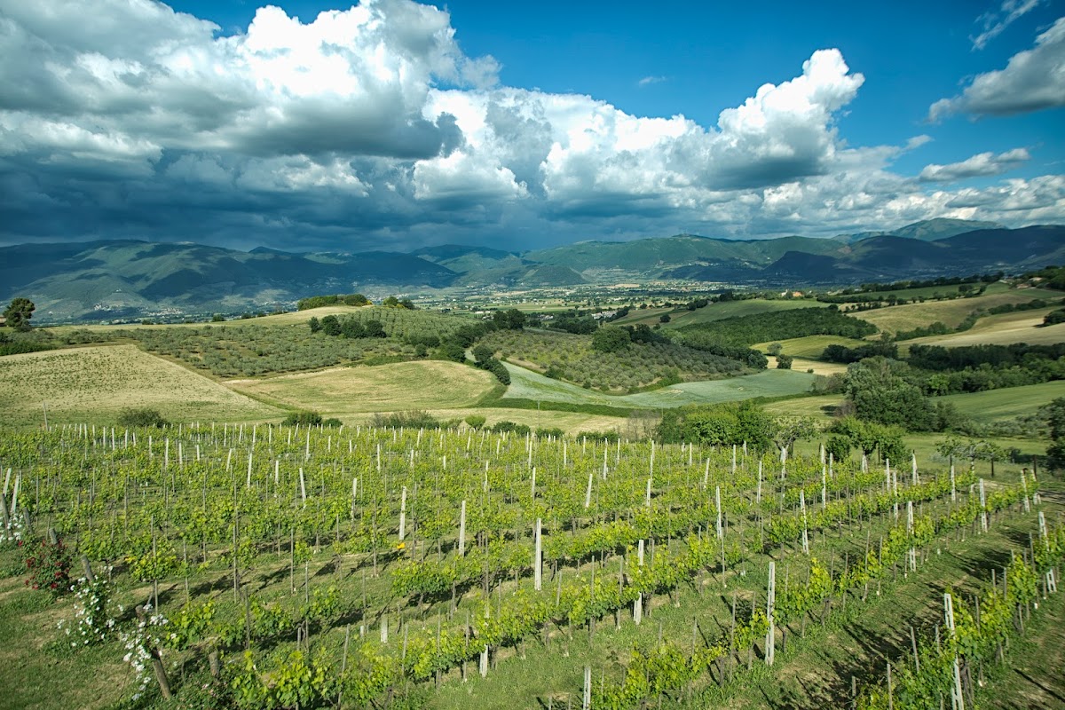 Cantina Ninni Spoleto