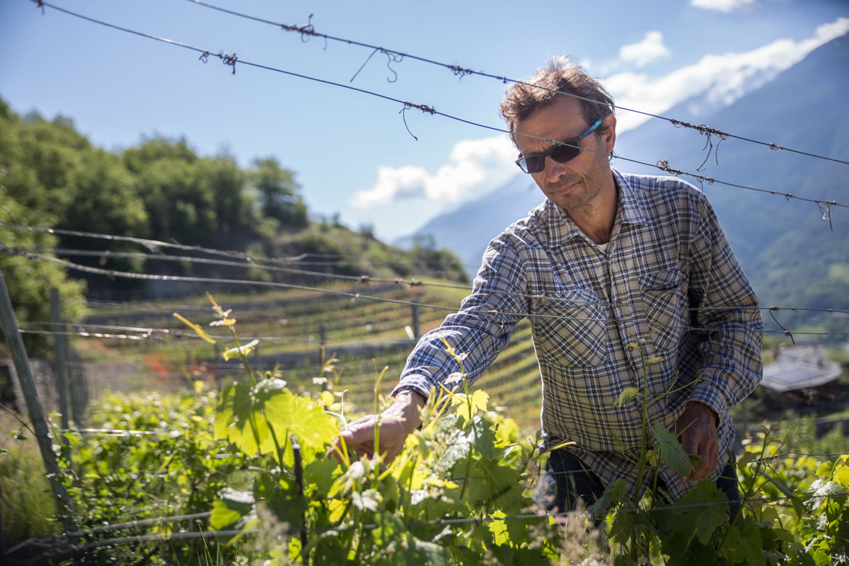 La Vrille vini — Ristorante a Champoluc, Aosta