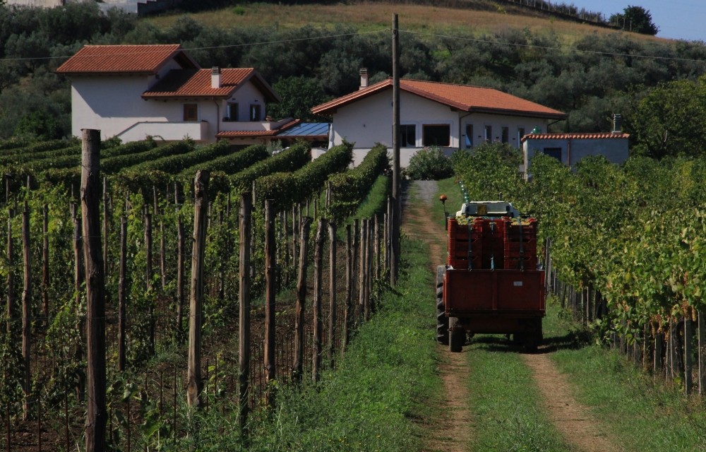 Azienda Biologica De Sanctis — Ristorante a Roma, Roma
